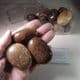 BOX OF HIGHLY POLISHED SUSSEX PEBBLES -  Beachy Head, Sussex