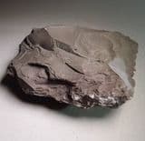 CARBONIFEROUS LIMESTONE  - Somerset