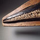 CAST OF AN ICHTHYOSAUR SKULL (second hand)