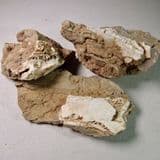 CAVE BRECCIA WITH CAVE BEAR BONES - Over 100,000 years old - South Wales