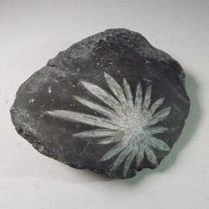 CHRYSANTHEMUM STONE - China