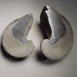 CLASSIC 'DEVIL'S TOENAIL' (cut and polished) - 190 million years old - Gloucestershire