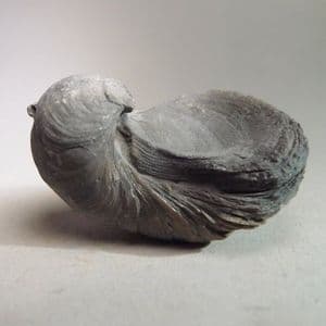 CLASSIC 'DEVIL'S TOENAIL' (Gryphaea arcuata) - 190 million years old - Gloucestershire