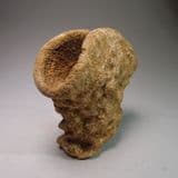 CLASSIC FOSSIL SPONGE - 115 million years old - Faringdon, Oxfordshire