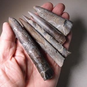 COLLECTION OF FIVE JURASSIC BELEMNITES    - 190 million years old -  Dorset (collected in the 1960s)