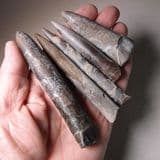 COLLECTION OF FIVE JURASSIC BELEMNITES - 190 million years old - Dorset (collected in the 1960s)