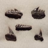 COLLECTION OF FOSSIL SHARK TEETH. FROM THE SHARK 'HEXANCHUS' - Isle of Sheppey, Kent