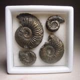 COLLECTION OF JURASSIC AMMONITES - 160 million years old - Stanton Harcourt, Oxfordshire
