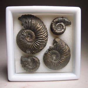 COLLECTION OF JURASSIC AMMONITES - 160 million years old - Stanton Harcourt, Oxfordshire