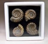 COLLECTION OF JURASSIC AMMONITES - 190 million years old - Lyme Regis, Dorset
