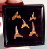 COLLECTION OF PERFECT FOSSIL SHARKS TEETH - 55 million years old - Abbey Wood, South-East London