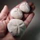 COLLECTION OF SEA URCHINS (ECHINOIDS) FROM THE CHALK - 80 million years old  -  Beer Head, Devon