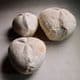 COLLECTION OF SEA URCHINS (ECHINOIDS) FROM THE CHALK - 80 million years old  -  Beer Head, Devon