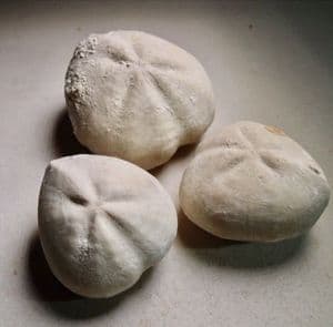COLLECTION OF SEA URCHINS (ECHINOIDS) FROM THE CHALK - 80 million years old  -  Beer Head, Devon