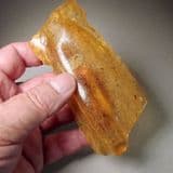 COPAL - containing spiders and insects - Madagascar