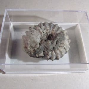 CRETACEOUS AMMONITE - 100 million years old - Gault Clay - Westerham, Kent