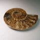 CRETACEOUS AMMONITE  - 110 million years old -  Madagascar