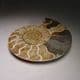 CRETACEOUS AMMONITE  - 110 million years old  -  Madagascar