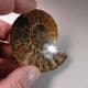 CRETACEOUS AMMONITE  - 110 million years old -  Madagascar