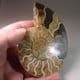 CRETACEOUS AMMONITE  - 110 million years old  -  Madagascar
