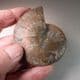 CRETACEOUS AMMONITE  - 110 million years old -  Madagascar