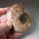 CRETACEOUS AMMONITE  - 110 million years old  -  Madagascar