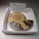 CRETACEOUS AMMONITE  - 110 million years old  -  Madagascar