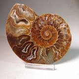CRETACEOUS AMMONITE - 110 million years old - Madagascar