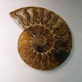 CRETACEOUS AMMONITE  - 110 million years old -  Madagascar