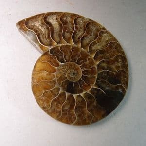CRETACEOUS AMMONITE  - 110 million years old -  Madagascar