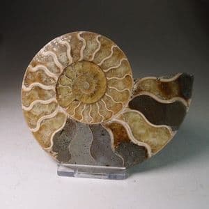 CRETACEOUS AMMONITE  - 110 million years old  -  Madagascar