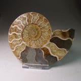 CRETACEOUS AMMONITE - 110 million years old - Madagascar
