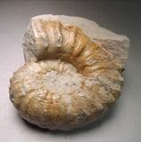 CRETACEOUS AMMONITE - 95 million years old - Sussex