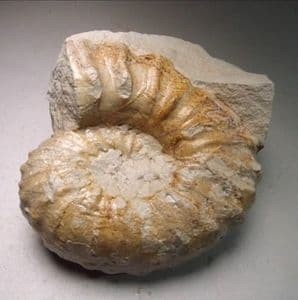 CRETACEOUS AMMONITE - 95 million years old - Sussex