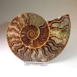 CRETACEOUS AMMONITE (LARGE) - 110 million years old - Madagascar