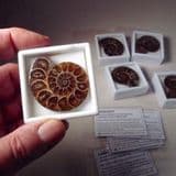 CRETACEOUS AMMONITE (MEDIUM) IN GLASS DISPLAY BOX - 110 million years old - Madagascar