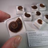 CRETACEOUS AMMONITE (SMALL) IN PLASTIC DISPLAY BOX - 110 million years old - Madagascar