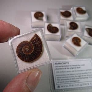 CRETACEOUS AMMONITE (SMALL) IN PLASTIC DISPLAY BOX - 110 million years old - Madagascar