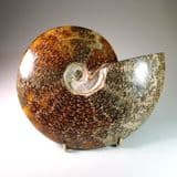 CRETACEOUS AMMONITE (VERY LARGE POLISHED) - 110 million years old - Madagascar