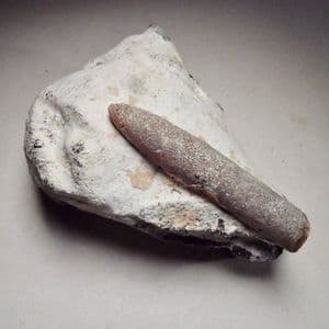 CRETACEOUS BELEMNITE ON SMALL FLINT NODULE - 70 million years old - Norfolk