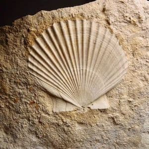 CRETACEOUS BIVALVE - 70 million years old - Belgium