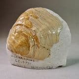 CRETACEOUS BIVALVE  -  90 million years old  - Lower Chalk.  Surrey