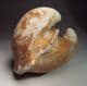 CRETACEOUS BIVALVE (INTERNAL CAST)  -   120 million years old  -  Hythe Beds. Ashford, Kent