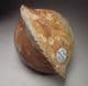 CRETACEOUS BIVALVE (INTERNAL CAST)  -   120 million years old  -  Hythe Beds. Ashford, Kent
