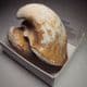 CRETACEOUS BIVALVE (INTERNAL CAST)  -   120 million years old  -  Hythe Beds. Ashford, Kent