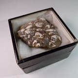 CRETACEOUS BIVALVES (VINTAGE SPECIMEN) - 120 million years old - Hastings, Sussex