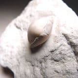 CRETACEOUS BRACHIOPOD  -  80  million years old  -  Kent