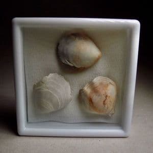 CRETACEOUS BRACHIOPODS - 110 million years old - Isle of Wight