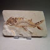 CRETACEOUS FOSSIL FISH - 95 million years old - Lebanon