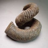 CRETACEOUS HETEROMORPH AMMONITE - 70 million years old - Madagascar